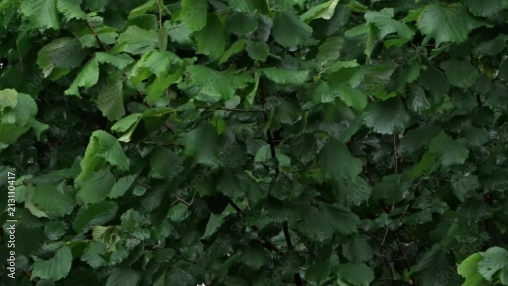 Die Gemeine Hasel (Corylus avellana) in leichtem Wind und Regen
Die Gemeine Hasel (Corylus avellana) in leichtem Wind und Regen