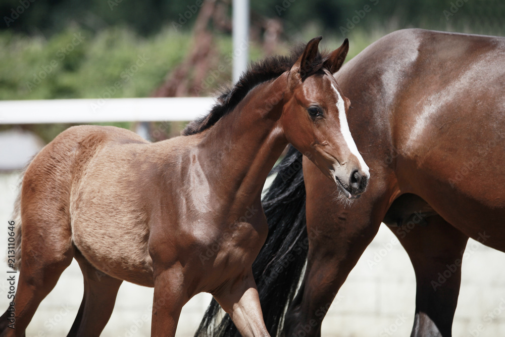 Obraz premium brown filly foal show