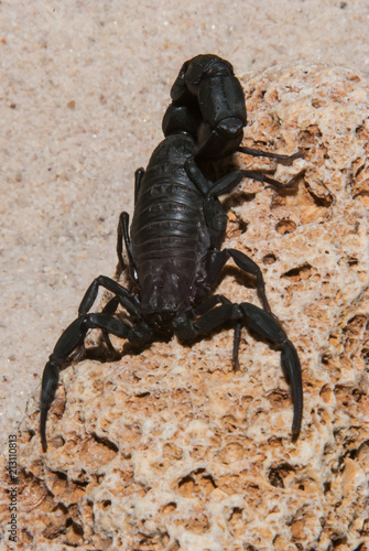 Portrait of black scorpion