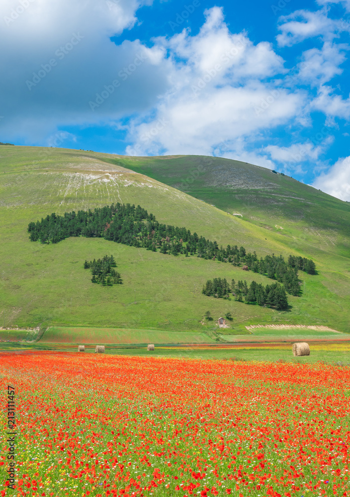 Castelluccio di Norcia, 2018 (Umbria, Italy) - The famous landscape flowering with many colors, in the highland of Sibillini Mountains, central Italy Castelluccio di Norcia, 2018 (Umbria, Italy) - The famous landscape flowering with many colors, in the highland of Sibillini Mountains, central Italy