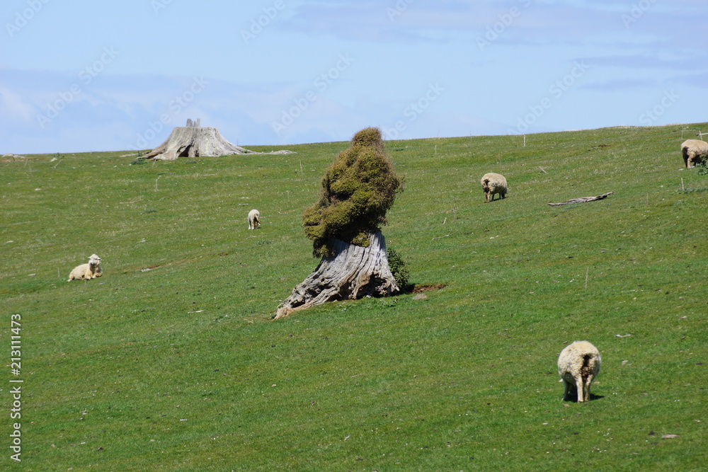 Akaroa, New Zealand