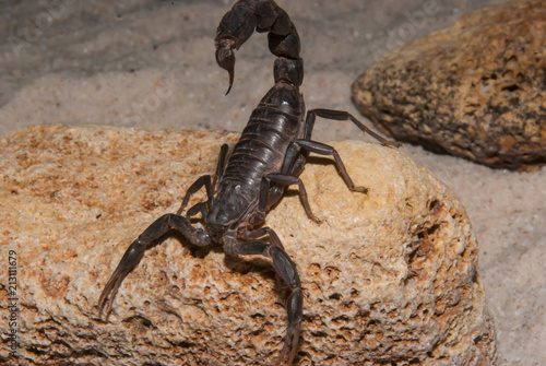 Black Scorpion Rock