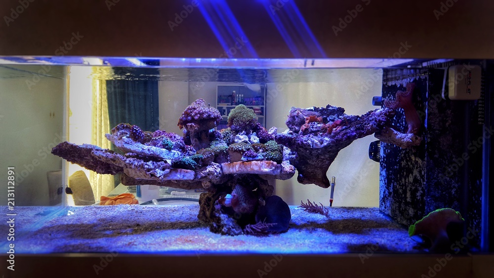 Saltwater coral reef aquarium at home is most beautiful live decoration  foto de Stock | Adobe Stock