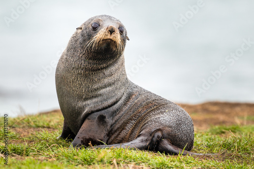 Young seal on shore. Cute but dangerous animal. Living in the sea, hunting, wildlife, mammal.