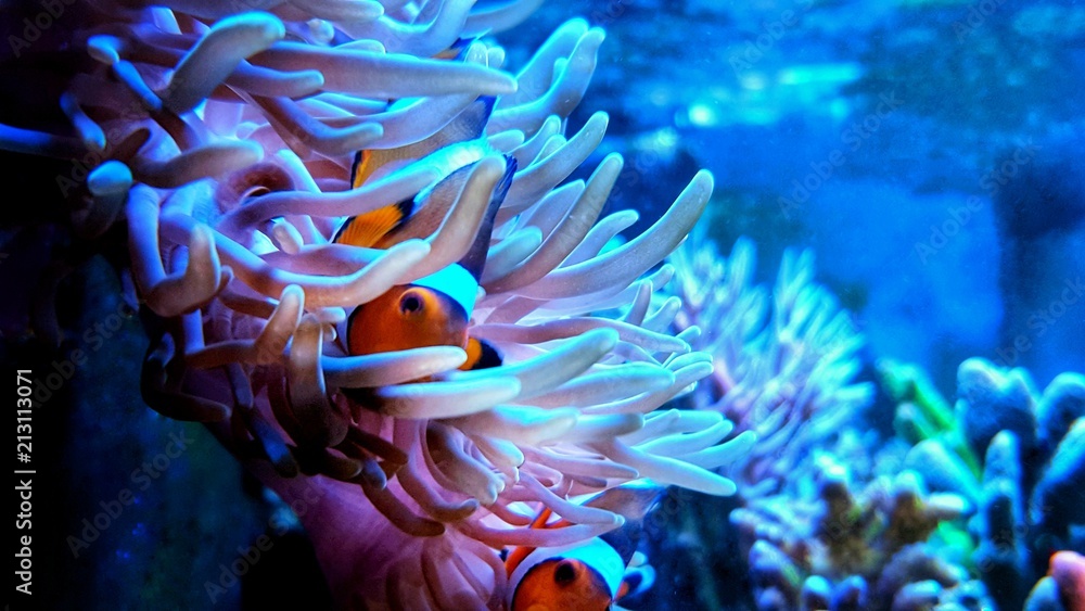 Obraz premium Clown anemone fish in magnifica anemone