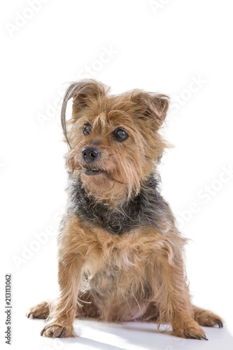 Portrait Cute one puppy yorkshire terrier looking at camera in studio, isolated on white background.