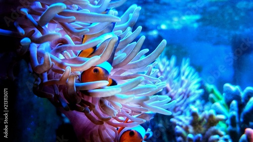 Clown anemone fish in magnifica anemone