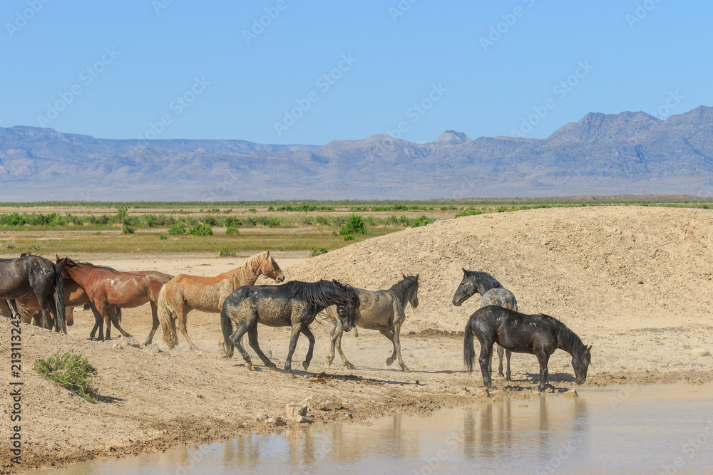 Wild horses at a Desert Waterhole in Utah