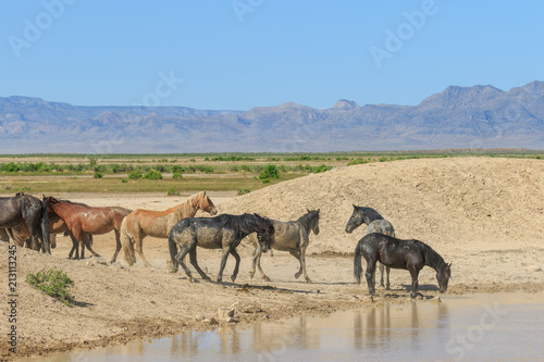 Wild horses at a Desert Waterhole in Utah