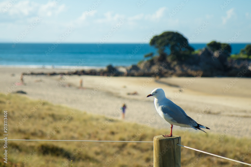 Seagull sitting on a pole on the beach. Very curious bird. Seaside is full of these birds. Seagull sitting on a pole on the beach. Very curious bird. Seaside is full of these birds.