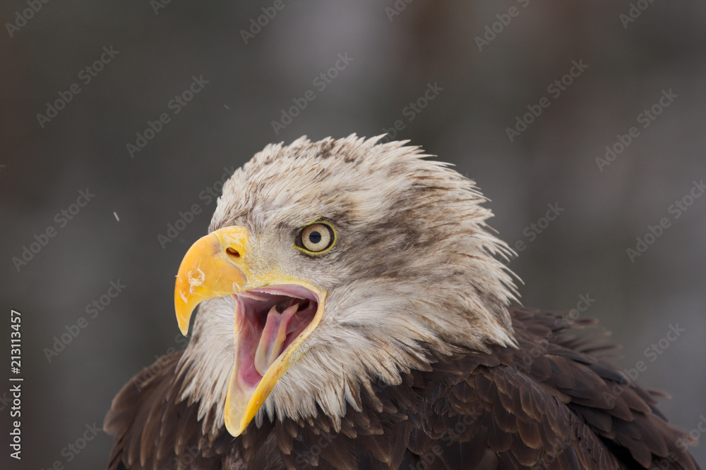 Obraz premium Close up photo of Eagle. Amazing bird. Bird of prey. Predator. Dangerous and endangered.