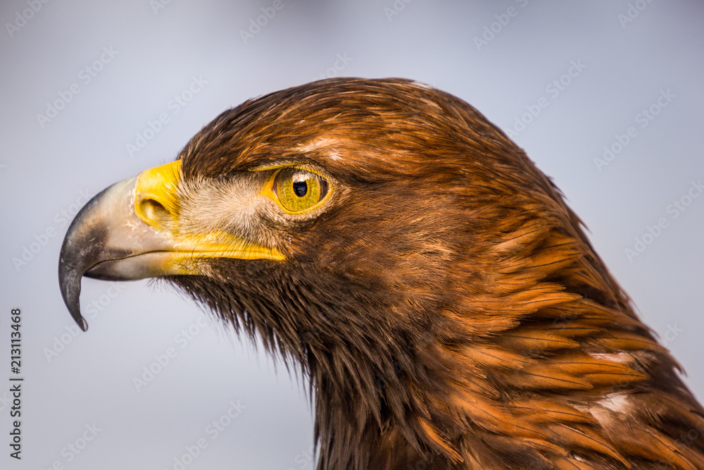Naklejka premium Close up photo of Eagle. Amazing bird. Bird of prey. Predator. Dangerous and endangered.