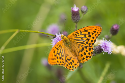 Bright orange and black spotted butterfly with open wings, Argynnis paphia, sitting upside down on violet thistle flower in a meadow, summer day, contrast colors, blurry green background © Lioneska