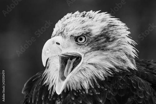 Close up photo of Eagle. Amazing bird. Bird of prey. Predator. Dangerous and endangered.