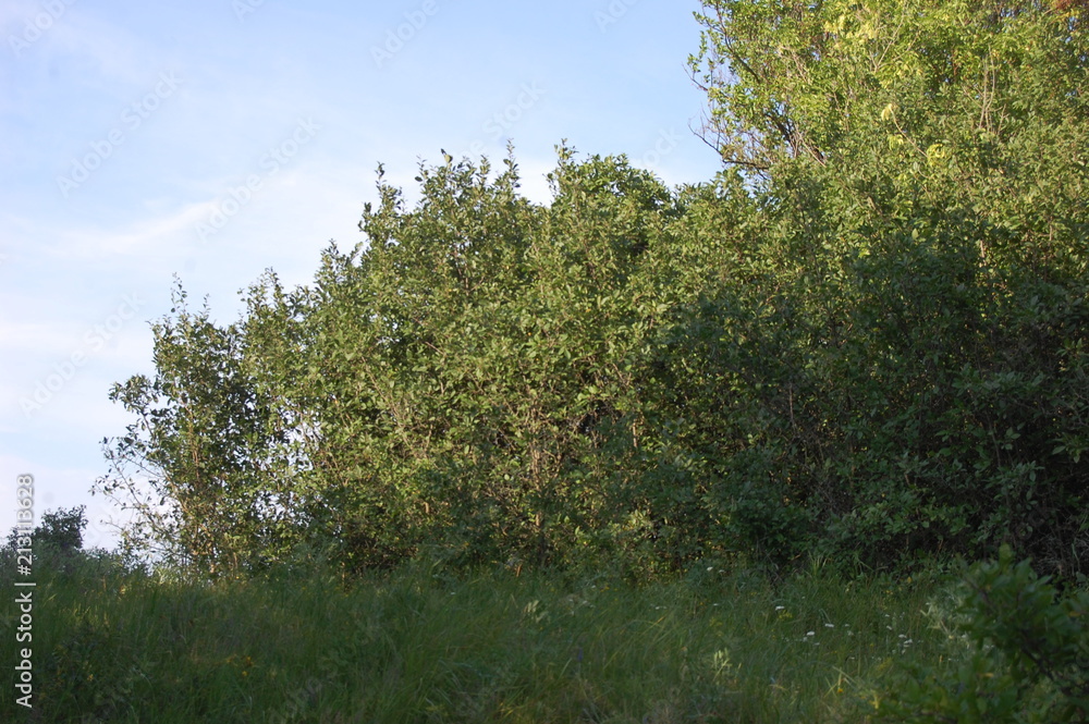 Fototapeta premium Nature