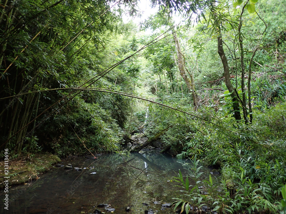 Stream surrounded by bamboo and boulder rocks runs through lush green forest Stream surrounded by bamboo and boulder rocks runs through lush green forest