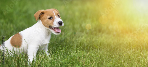 Happy smiling jack russell terrier dog pet puppy sitting in the grass - web banner idea