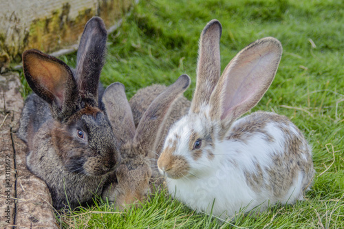 A close-up portrait of bunnies lying in green grass.