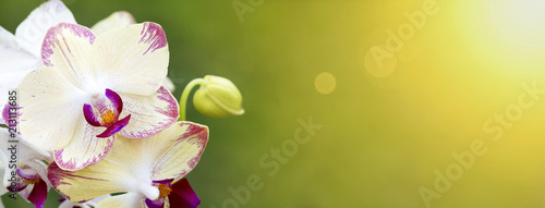 White orchid flower - greeting card idea © Reddogs