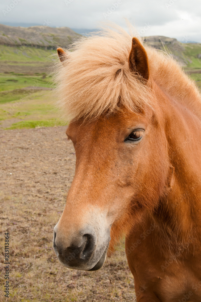 Fototapeta premium Cavalo na pastagem