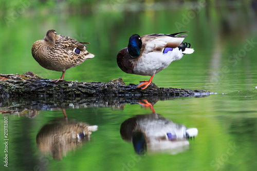 Fototapeta Naklejka Na Ścianę i Meble -  Entenpaar in den Masuren, Polen