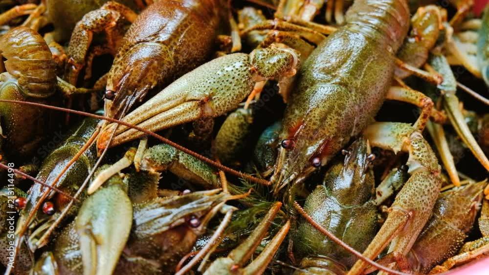 Live fresh crayfish close-up. Seafood background. 4k video
Live fresh crayfish close-up. Seafood background. 4k video
