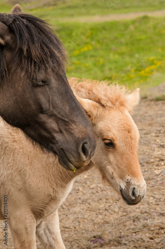 Cavalo e o seu pequeno potro © Alicina