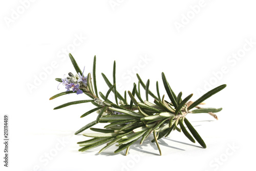 Rosemary with flowers isolated on white background