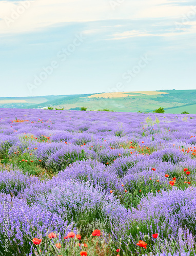 Fototapeta Naklejka Na Ścianę i Meble -  lavender field with poppy flowers, beautiful summer landscape