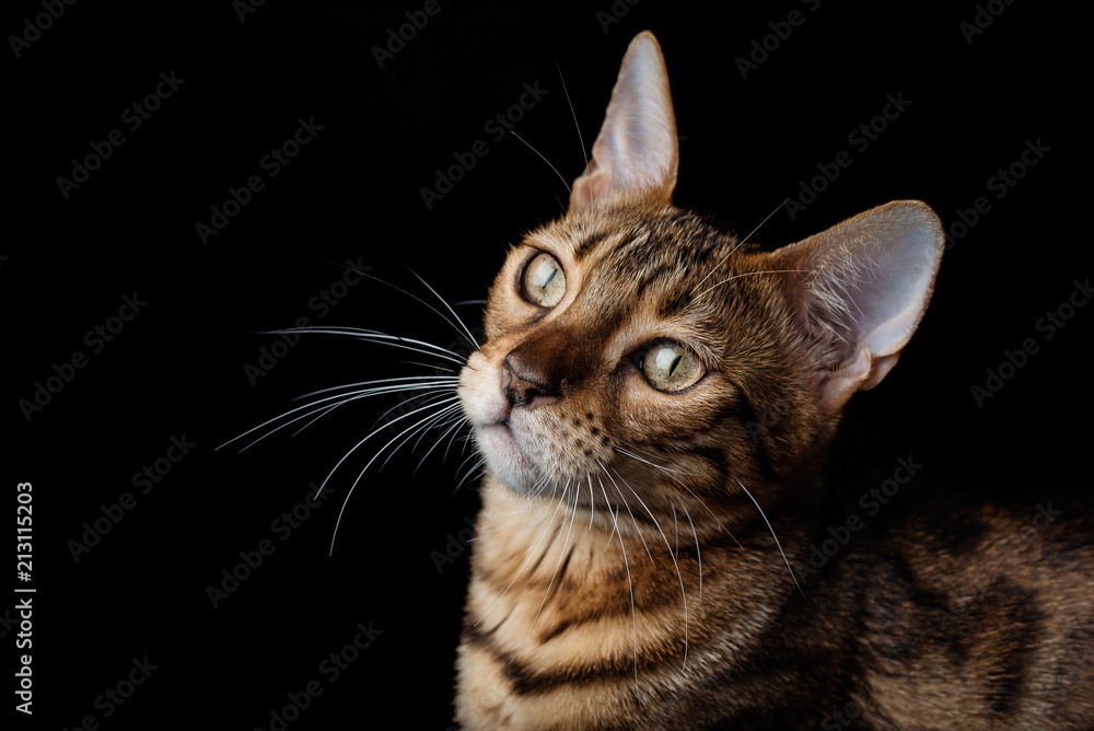 Bengal cat on a black background Bengal cat on a black background