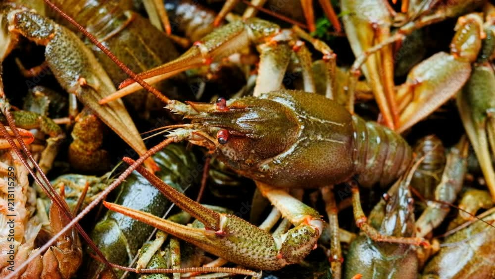Live fresh crayfish close-up. Seafood background. 4k video
Live fresh crayfish close-up. Seafood background. 4k video