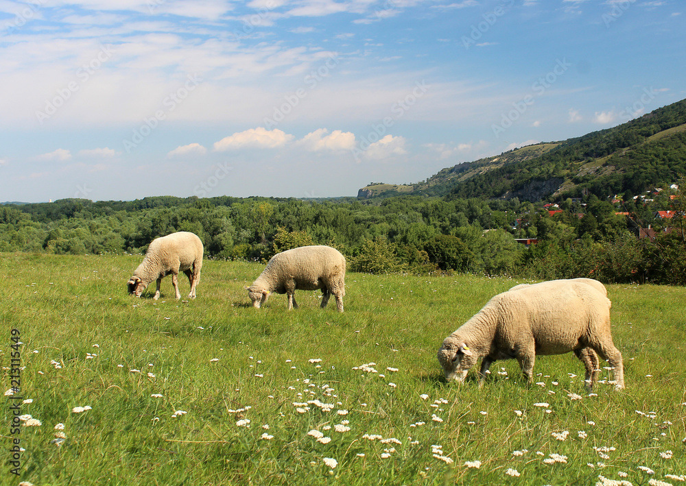 Three sheep grazing in a meadow Three sheep grazing in a meadow