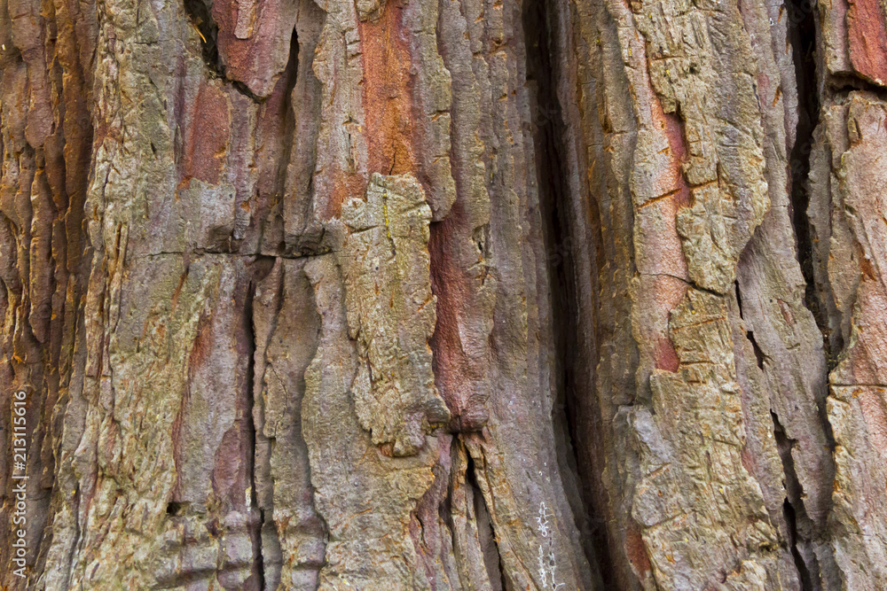 Close up view of weathered bark on an ancient tree Close up view of weathered bark on an ancient tree