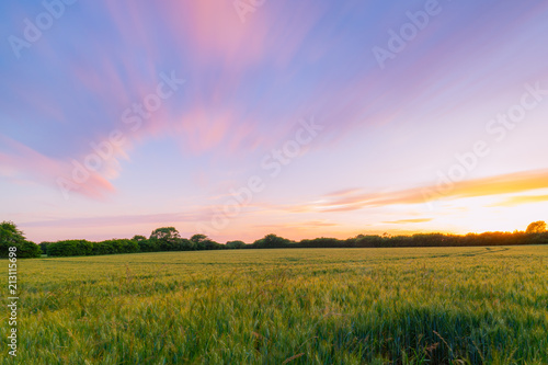Fields of gold and purple skies