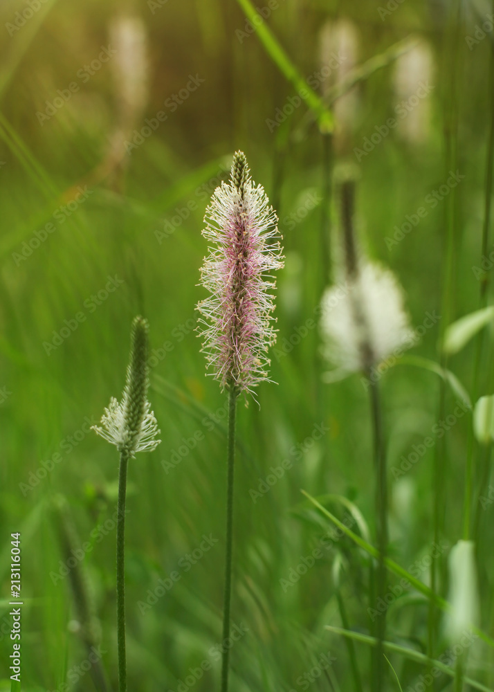 Shallow depth of field photo, only flower of ribwort plantain (lamb's tongue, Plantago lanceolata) in focus, with blurred green bokeh in back. Abstract spring background.
