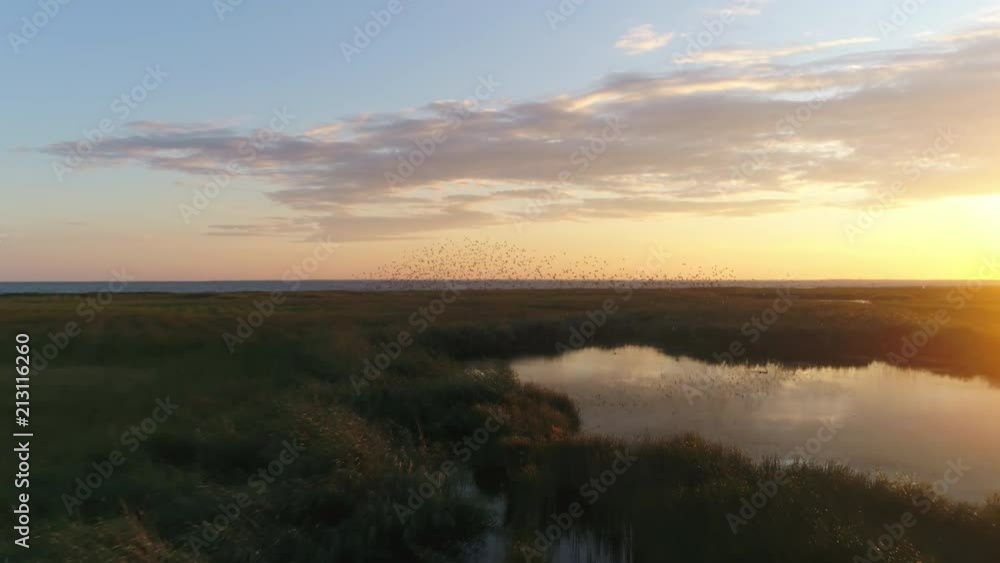Flock of birds swarming against sunset sky aerial shot Flock of birds swarming against sunset sky aerial shot