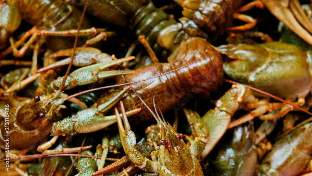 Live fresh crayfish close-up. Seafood background. 4k video
Live fresh crayfish close-up. Seafood background. 4k video