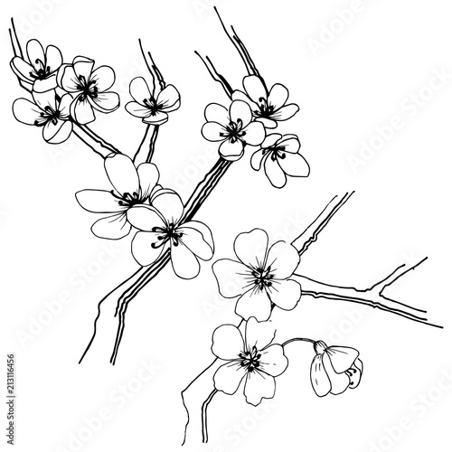 Sakura in a vector style isolated. Full name of the plant: sakura. Vector flower for background, texture, wrapper pattern, frame or border.