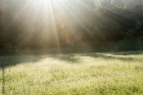 Intensive lens flare in the morning in springtime in untouched nature, Germany