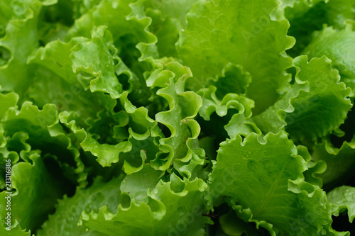 Fresh green lettuce closeup