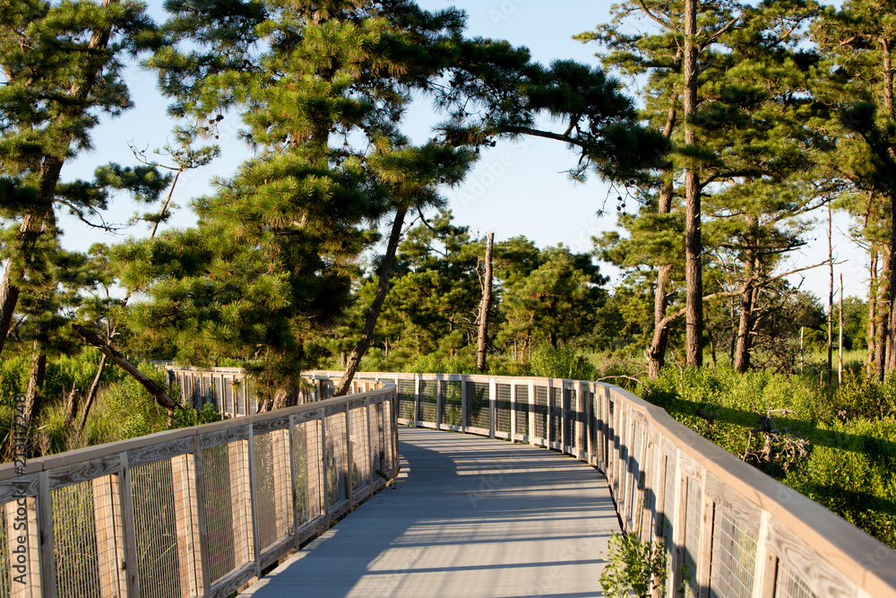 bridge pathway through pine trees