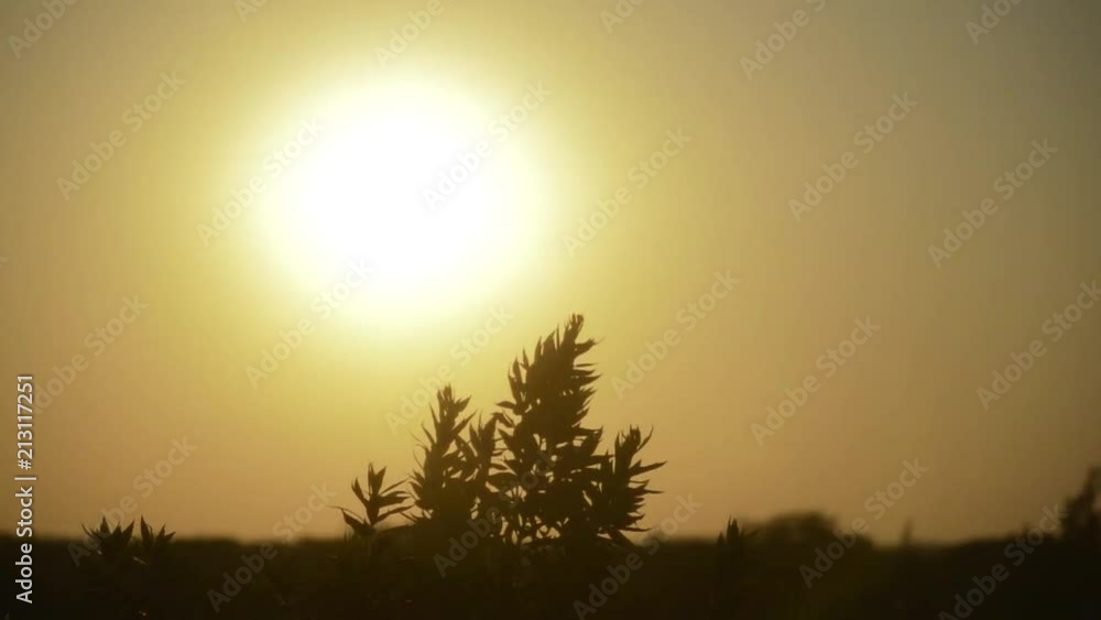 Sunrise in Botswana on trees Sunrise in Botswana on trees