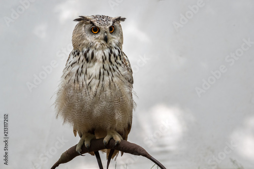 Eurasian eagle-owl (Bubo bubo) is a species of eagle-owl that resides in much of Eurasia. It is also called the European eagle-owl and in Europe.It is one of the largest species of owls