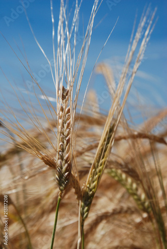 Wheat field. Ears of golden wheat close up. Rich harvest Concept. Texture and Background