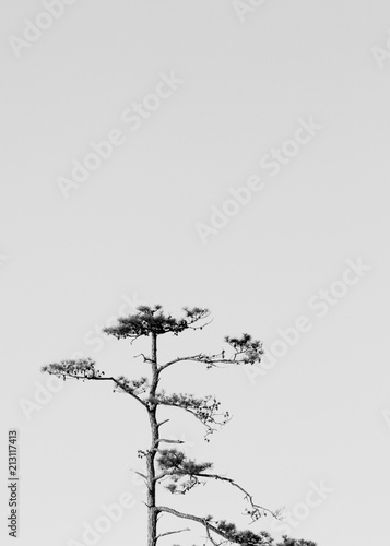 sparse pine tree monochrome