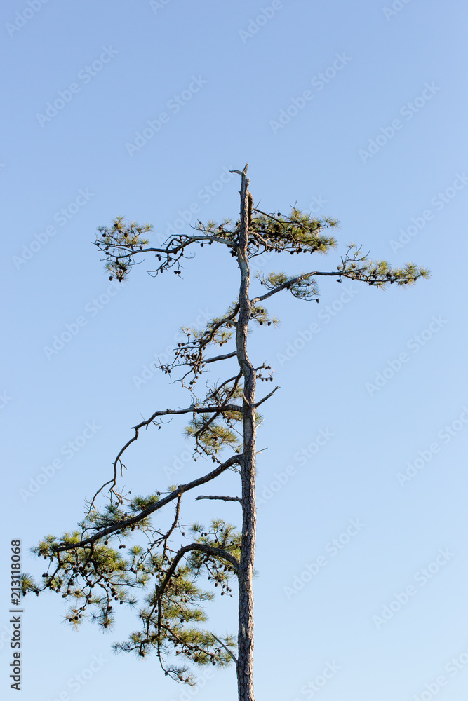 funky pine tree