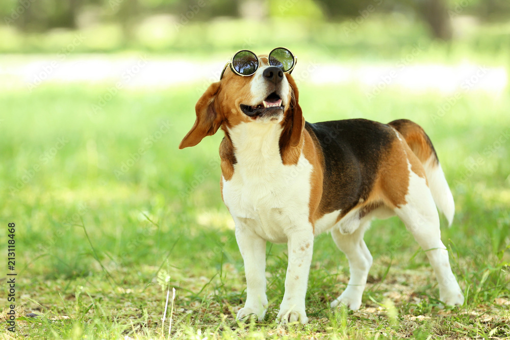 Beagle dog with sunglasses standing in the park
