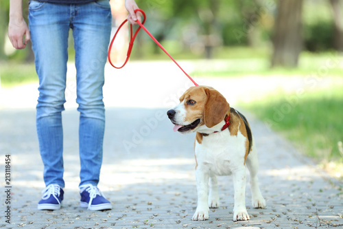 Woman walking with beagle dog in the park