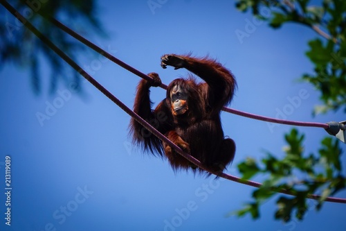 orangutan grabbing ropes photo