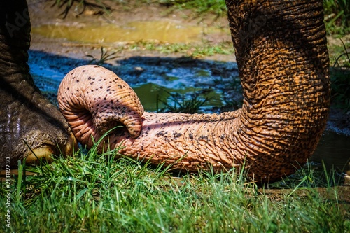 Photography close up on curled elephant trunk